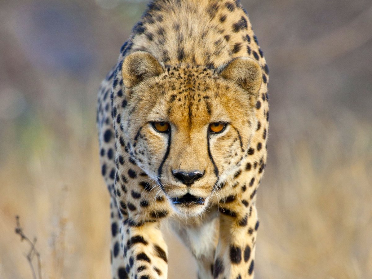 Гепард 4k 300dpi