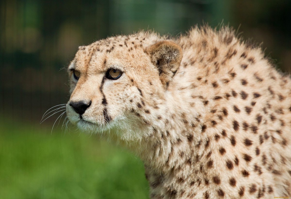 Леопард фон