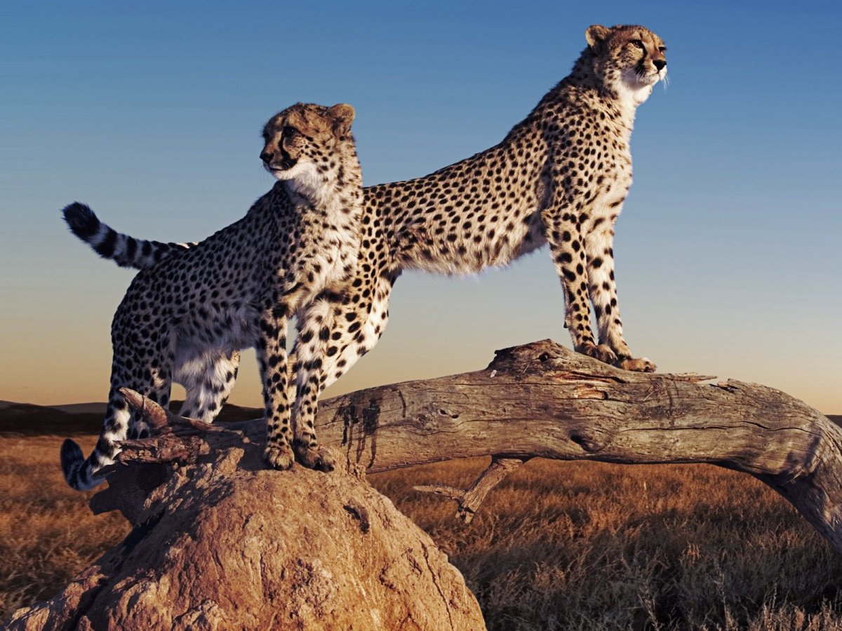 Гепард на закате