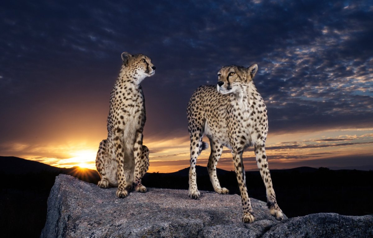 Гепард с голубыми глазами