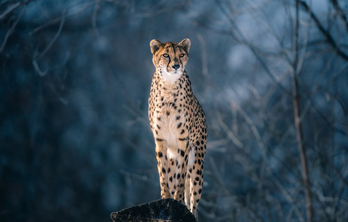 Грустный гепард