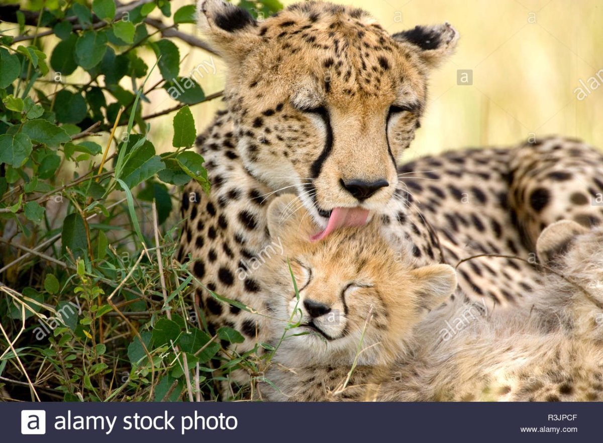 Гепард чемпион скорости