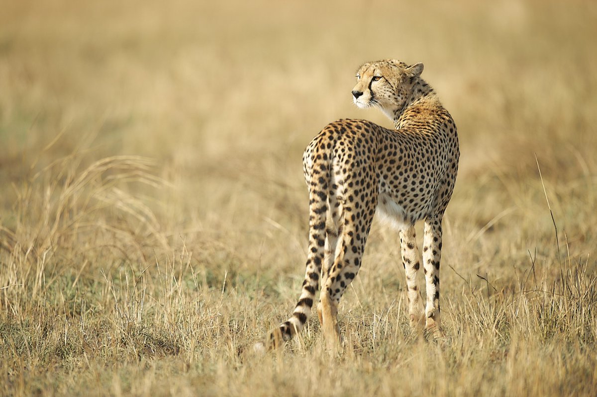 Гепарды целуются