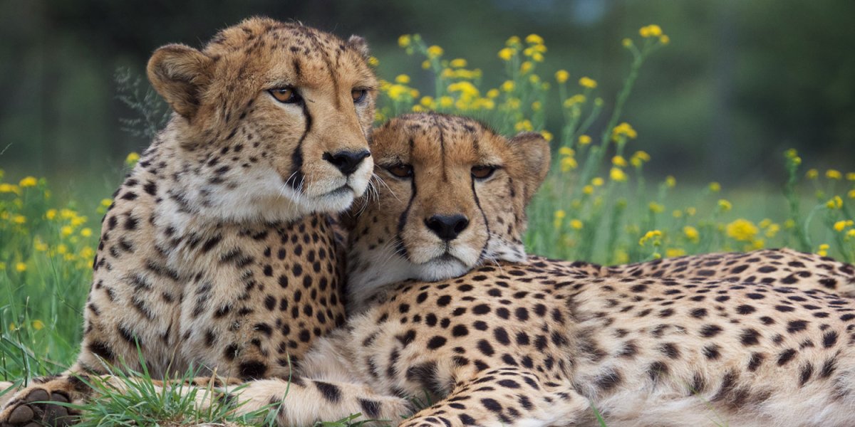 Пара гепардов