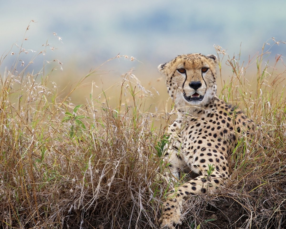 Гепард обои