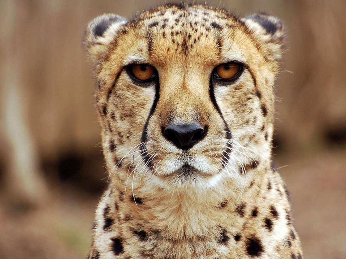 Королевский гепард