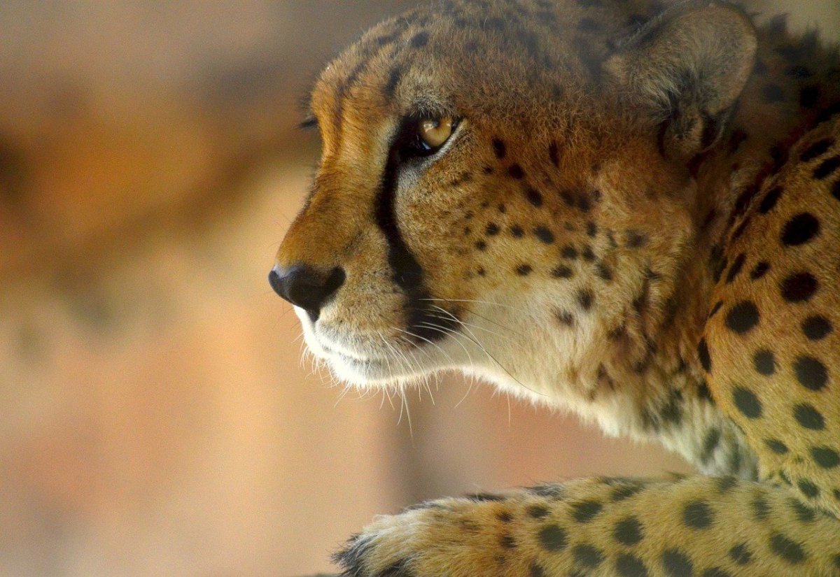 Леопард в траве