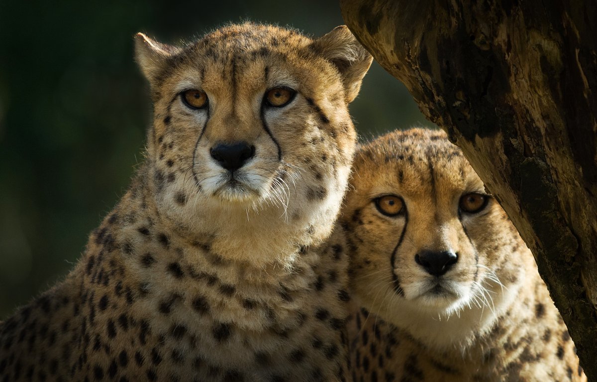 Два гепарда