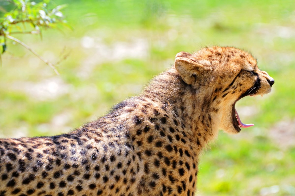 Заставка на рабочий стол гепард