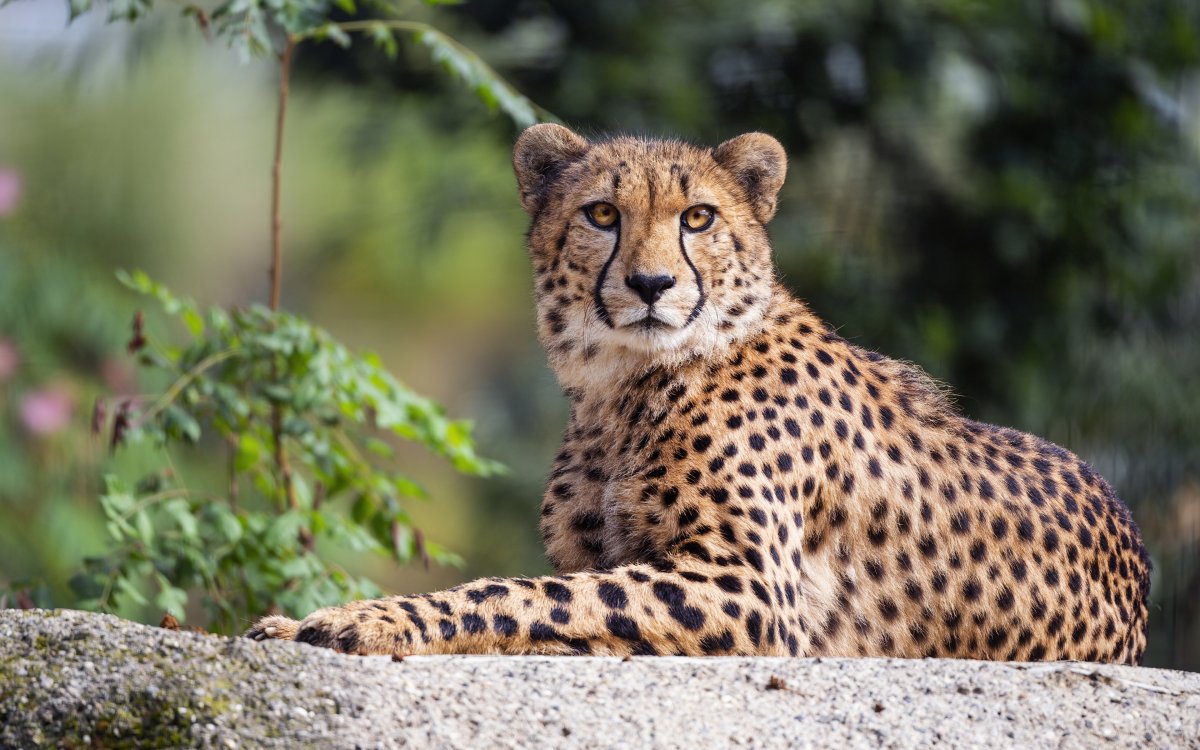 Животное с пятнами