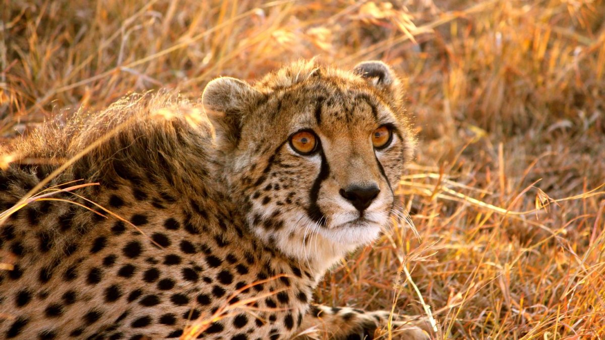 Два гепарда