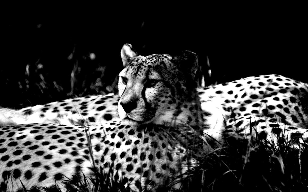 Тигр леопард гепард Ягуар