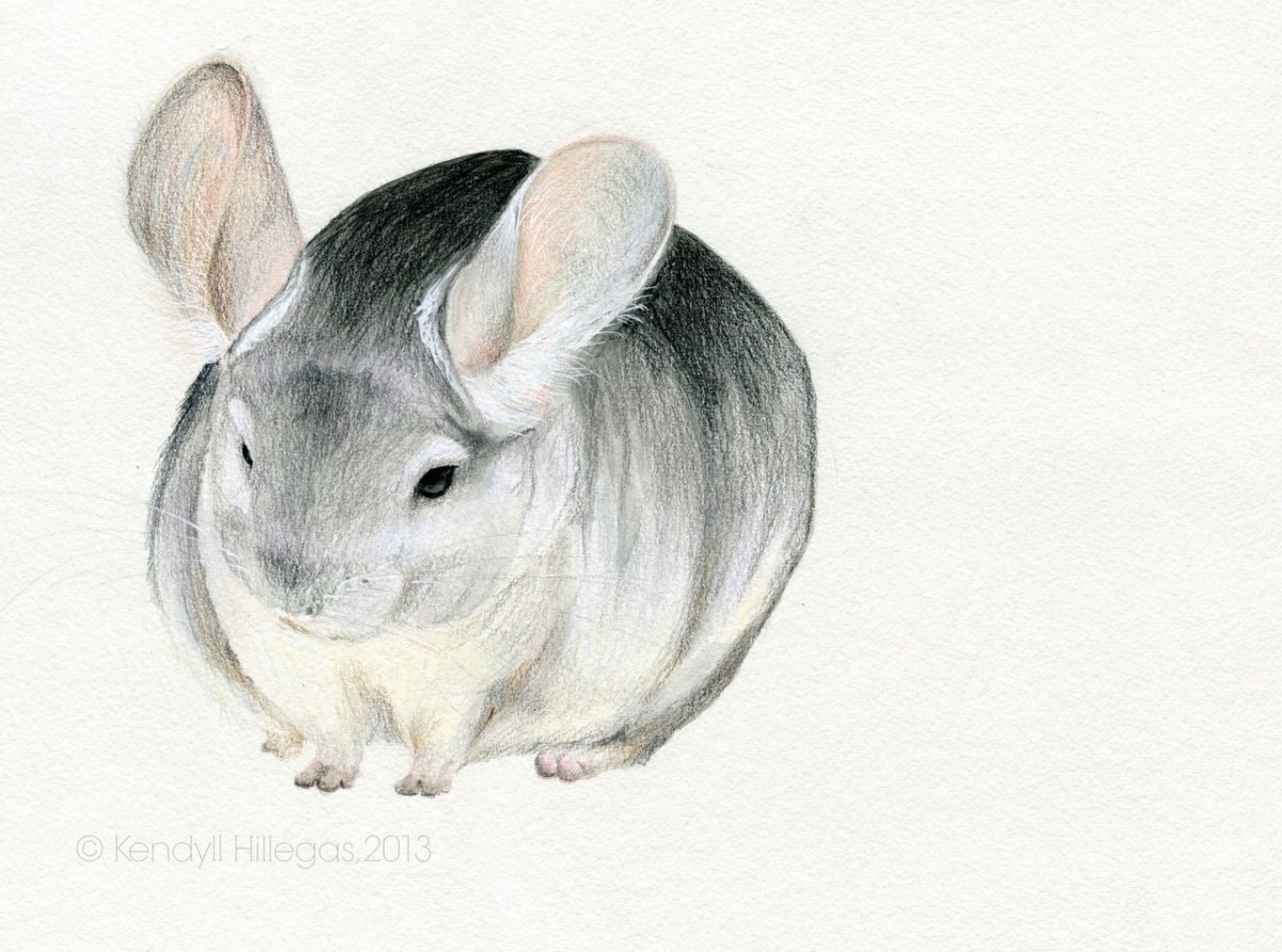 Шиншилла акварелью