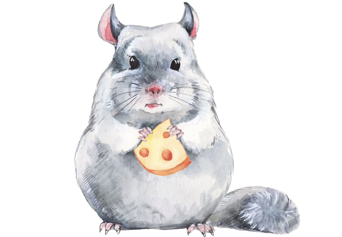 Шиншилла мультяшная