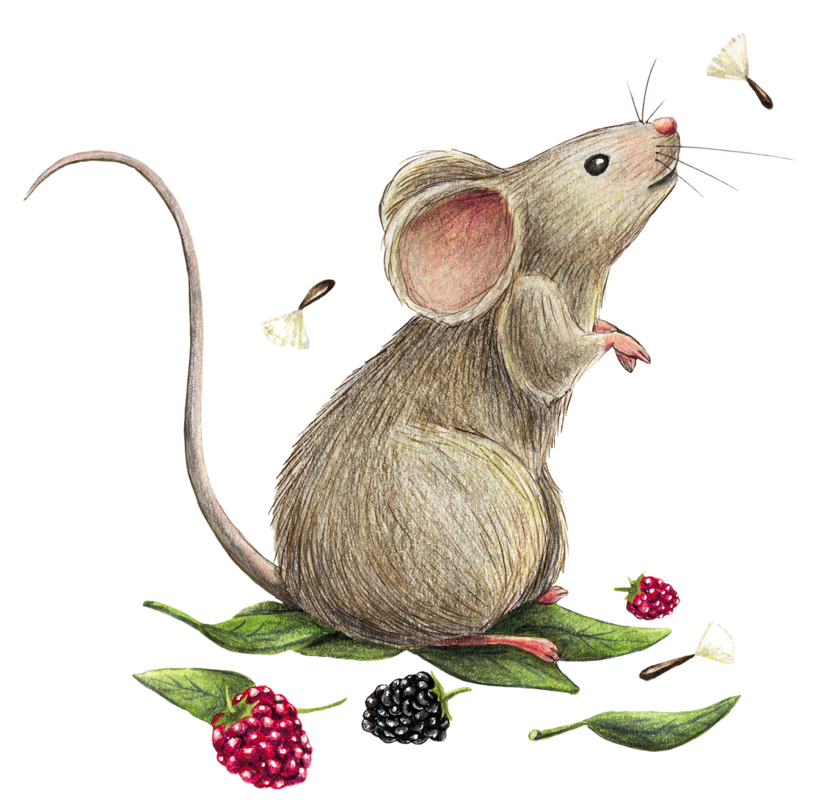 Мышка рисунок