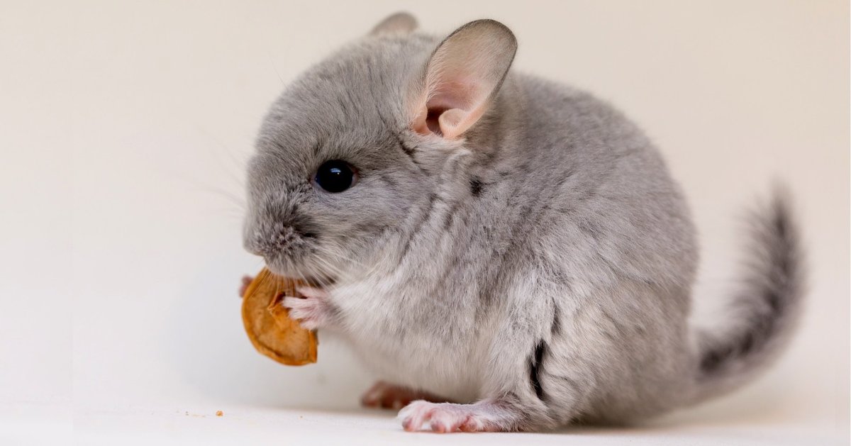 Желтая шиншилла