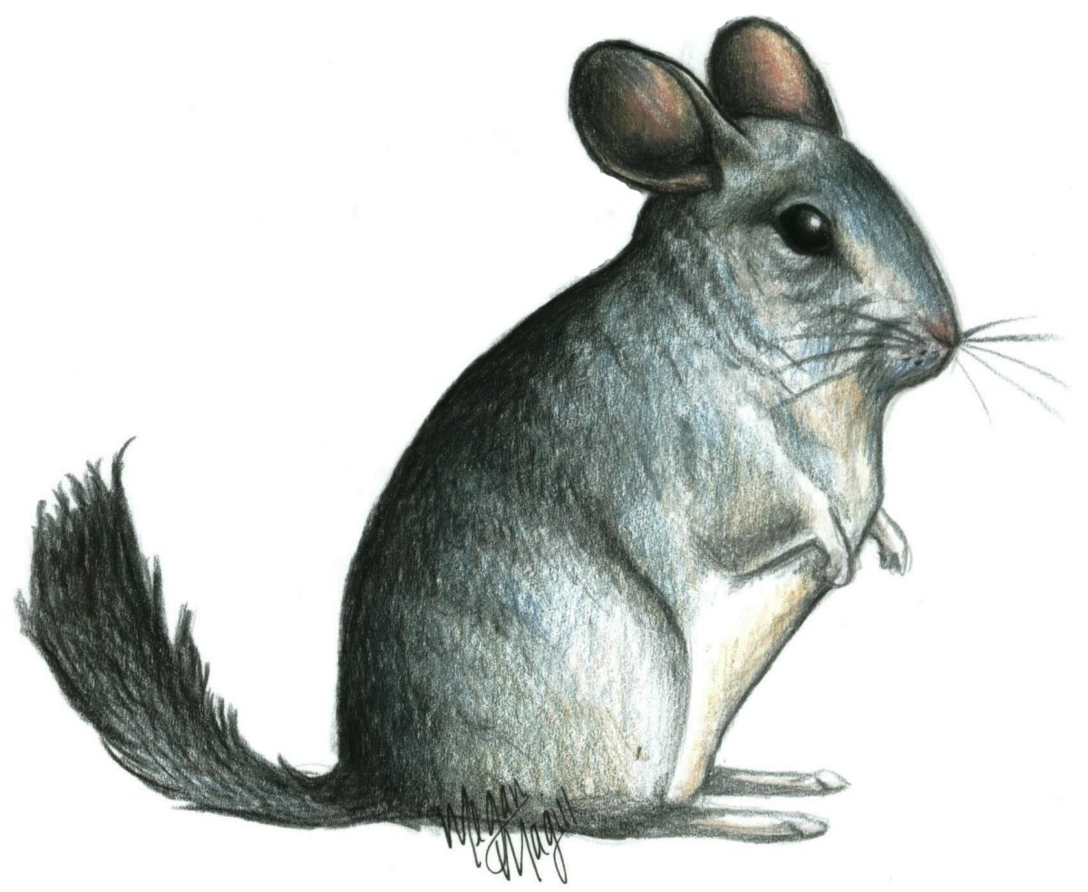 Шиншилла мультяшная