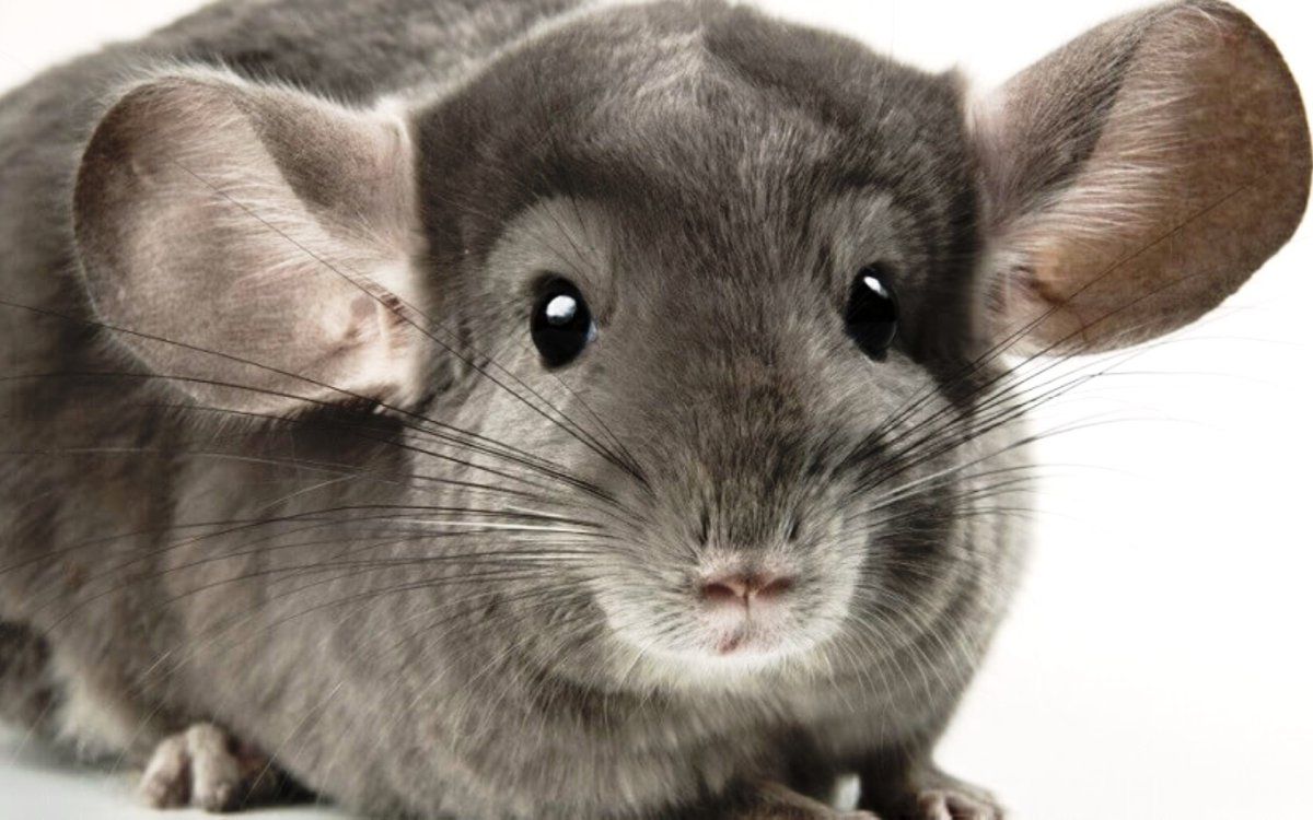 Детеныш шиншиллы