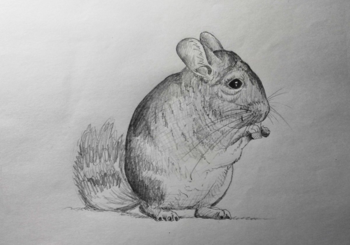 Шиншилла набросок