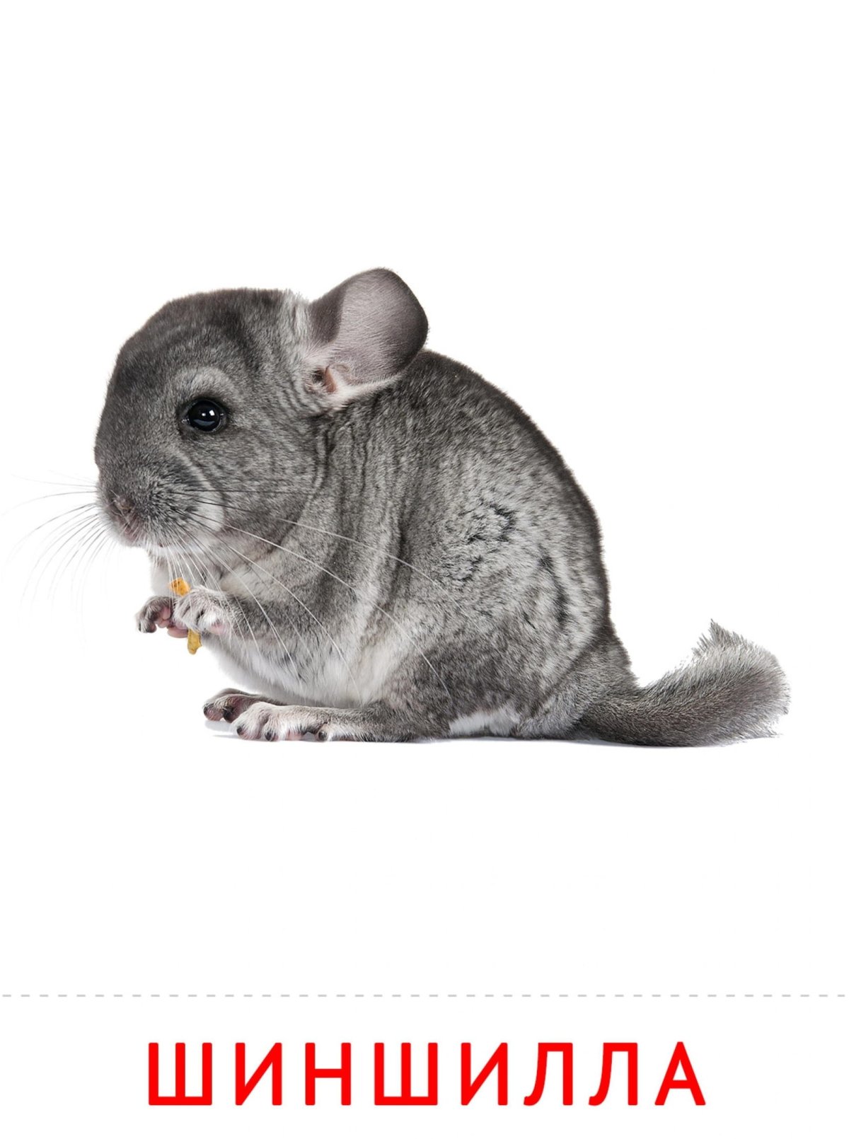 Шиншилла ВАЛАКАС
