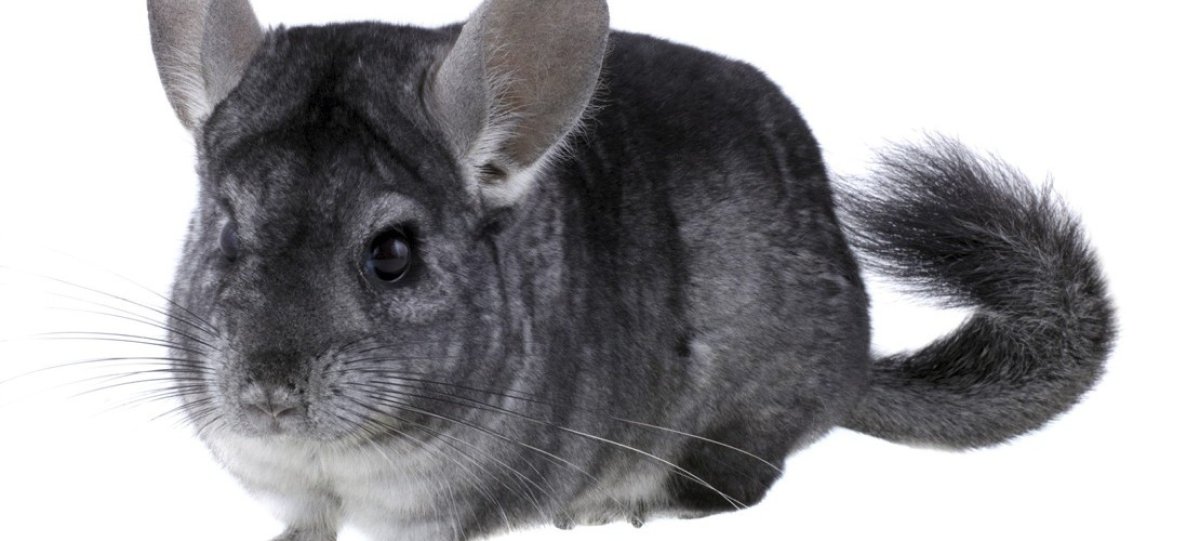 Шиншилла агути