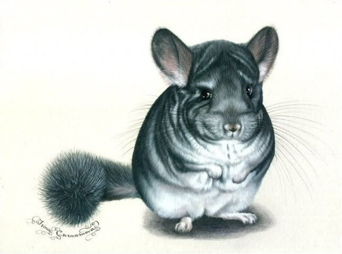 Шиншилла арт Геншин