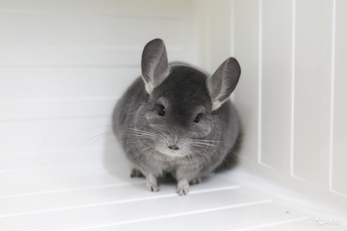 Короткохвостая шиншилла
