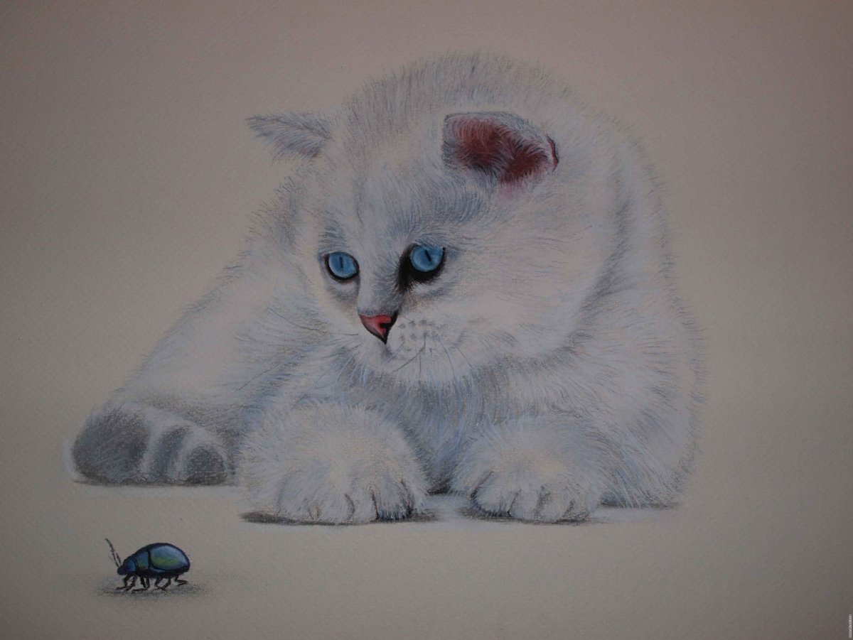 Шиншилла иллюстрация