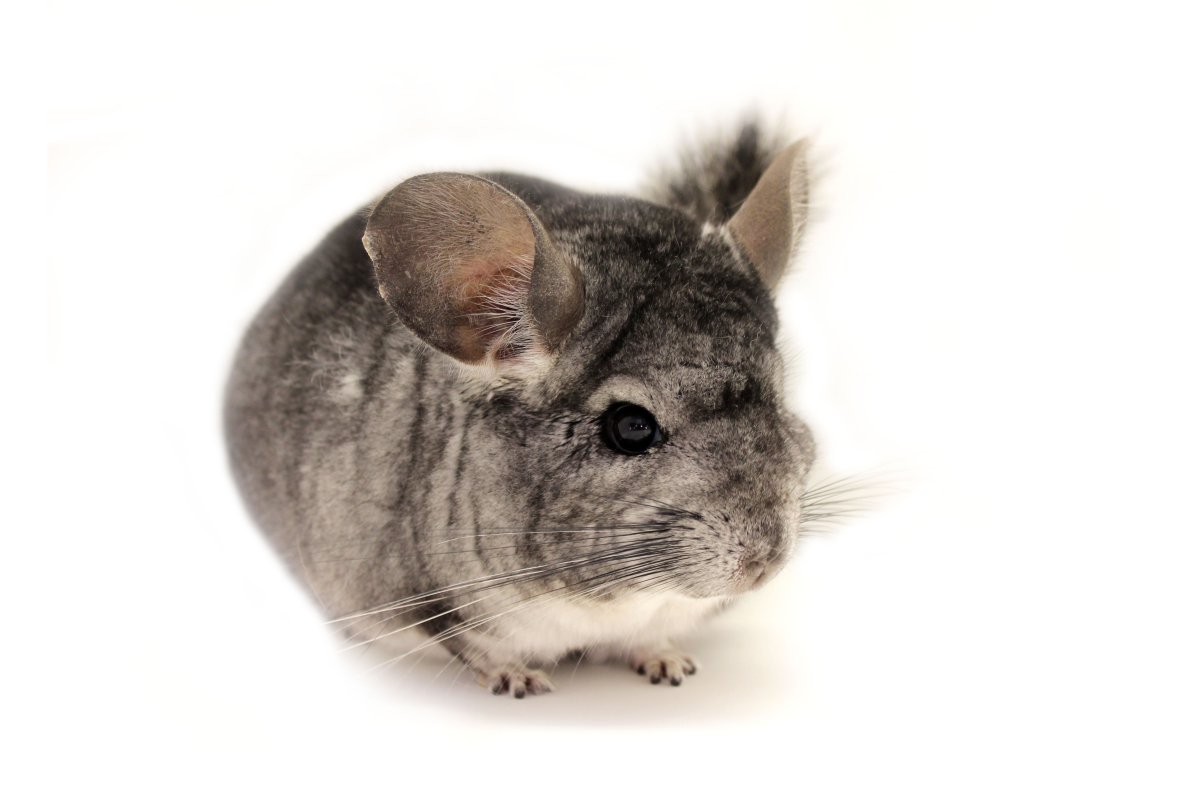 Шиншилла аниме