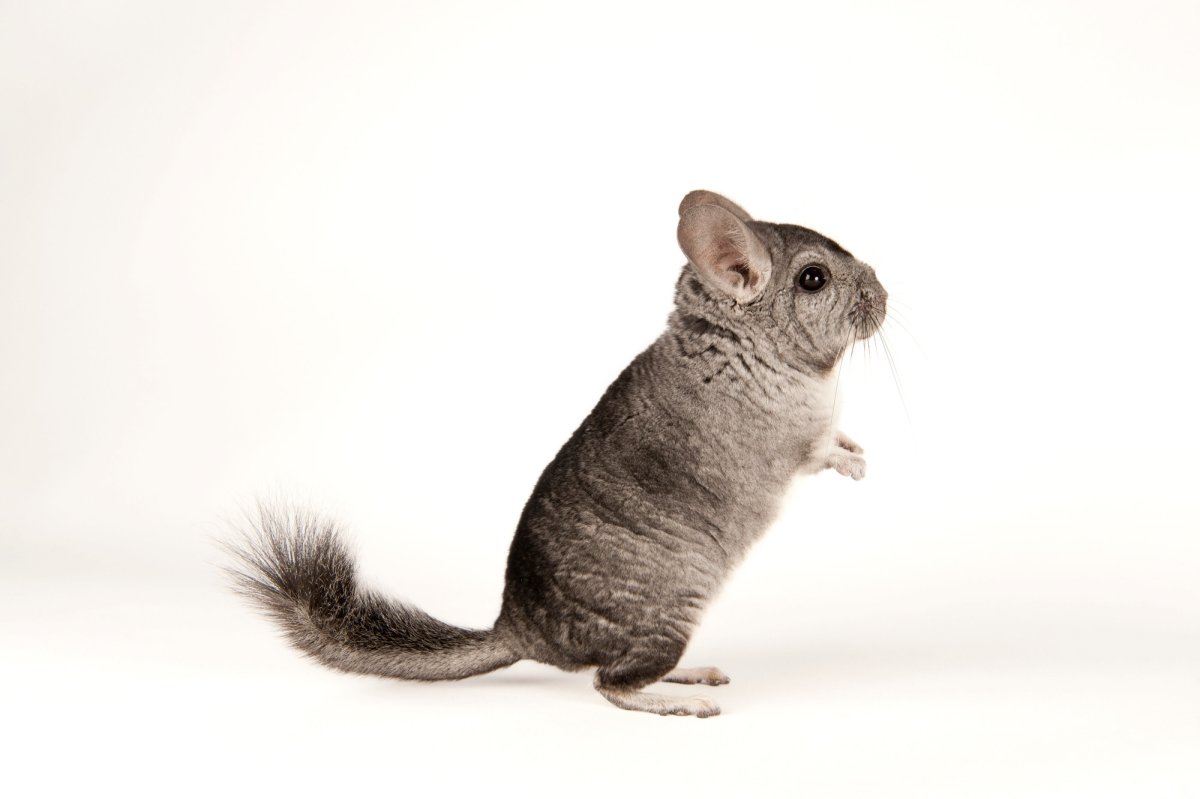 Шиншилла Gyu