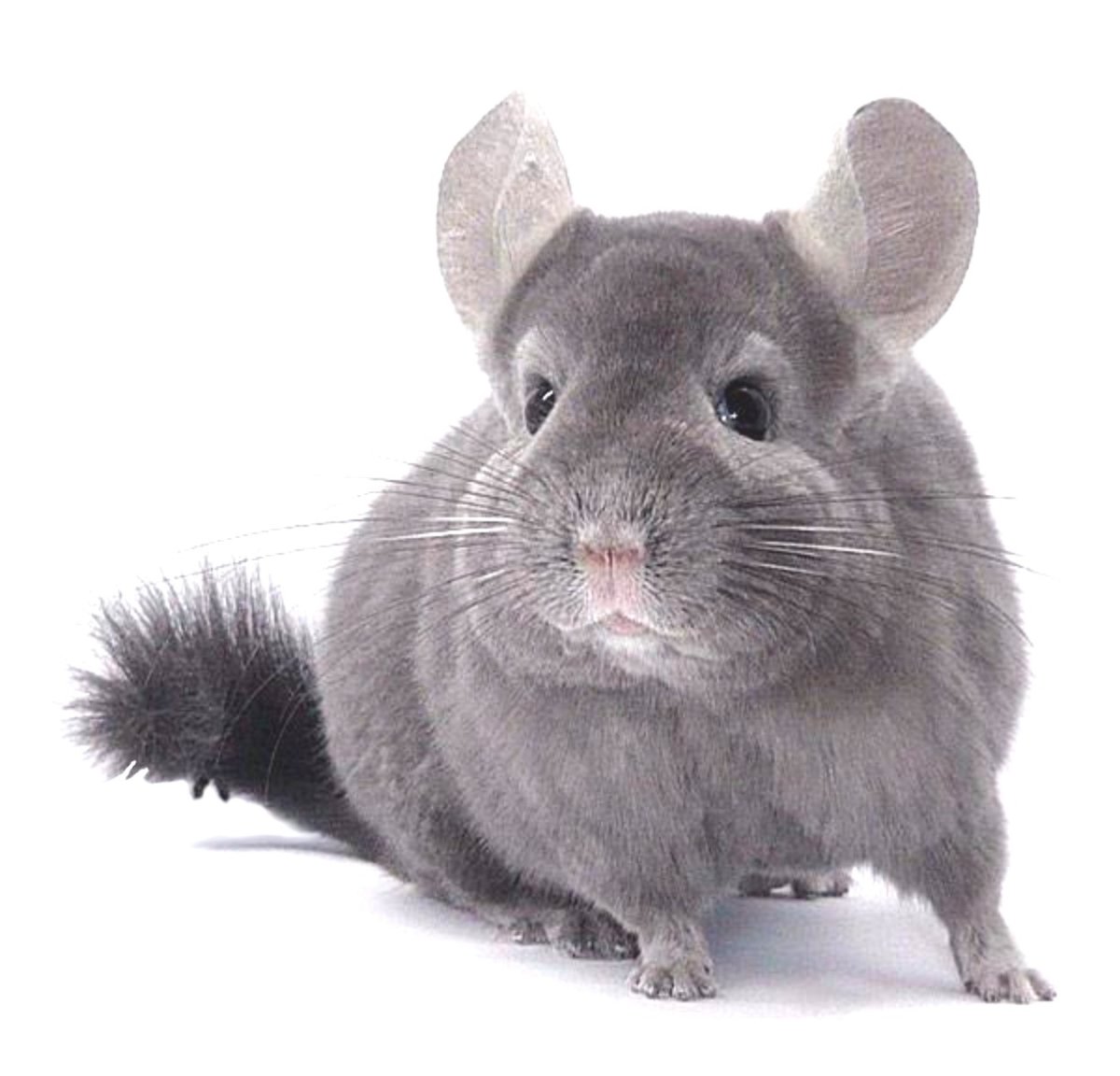 Самка шиншиллы