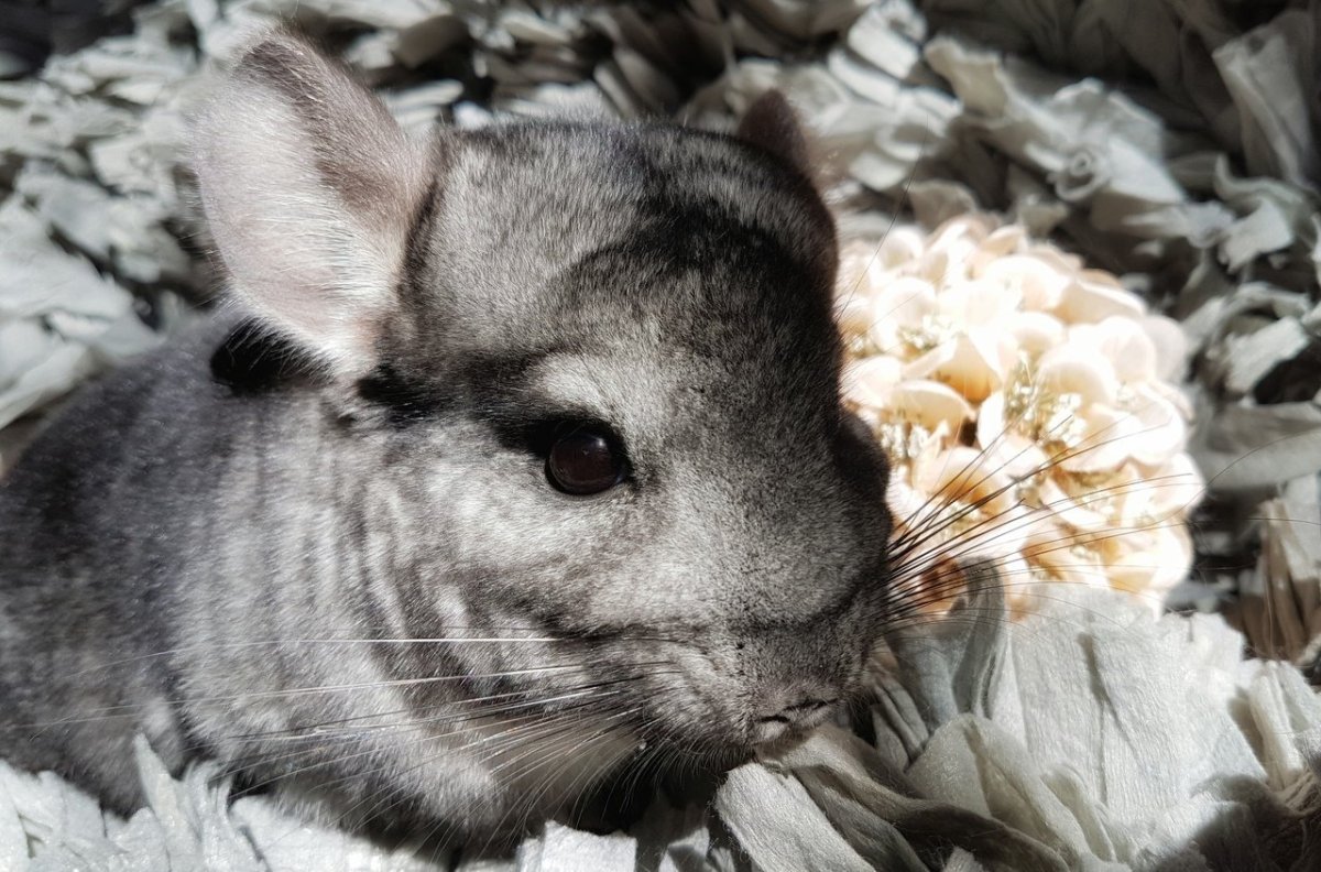 Шиншилла белый эбони