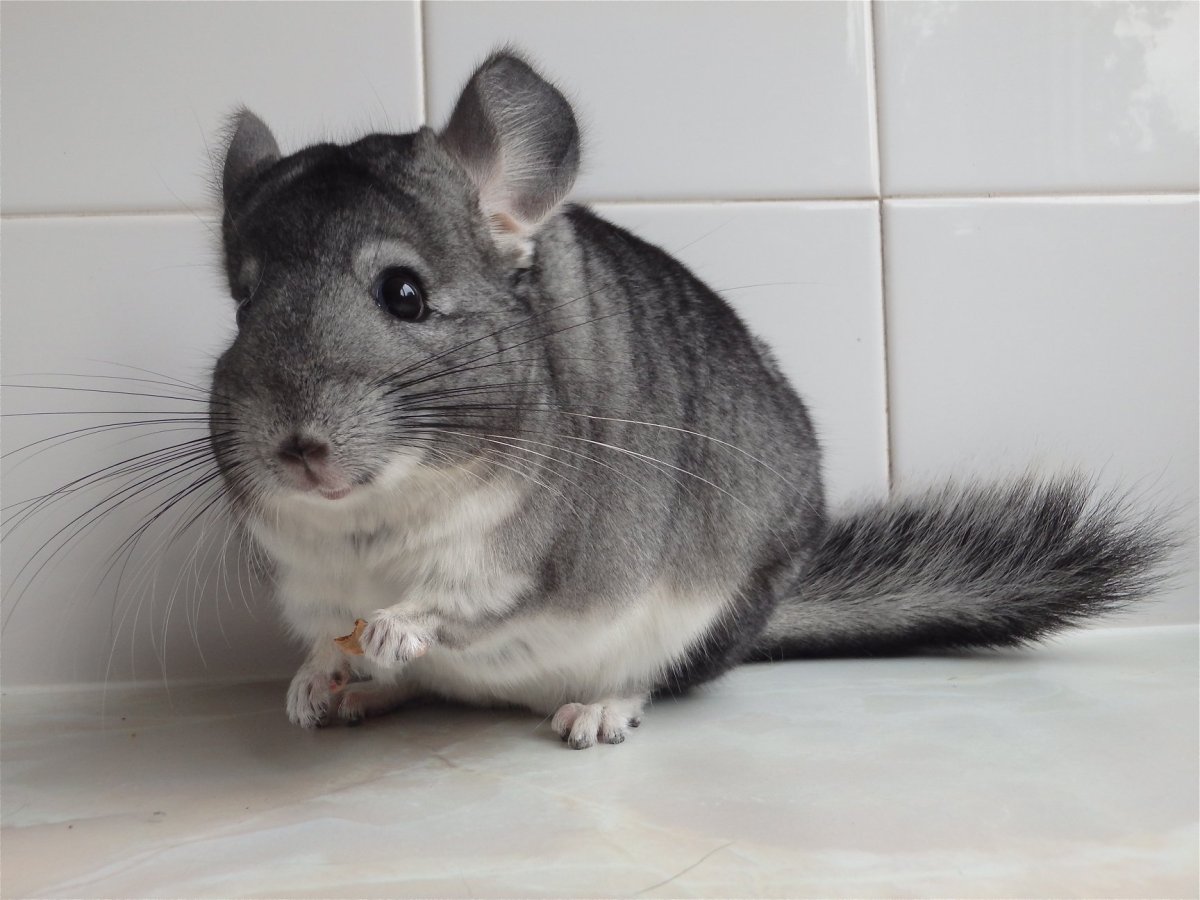 Большая короткохвостая шиншилла