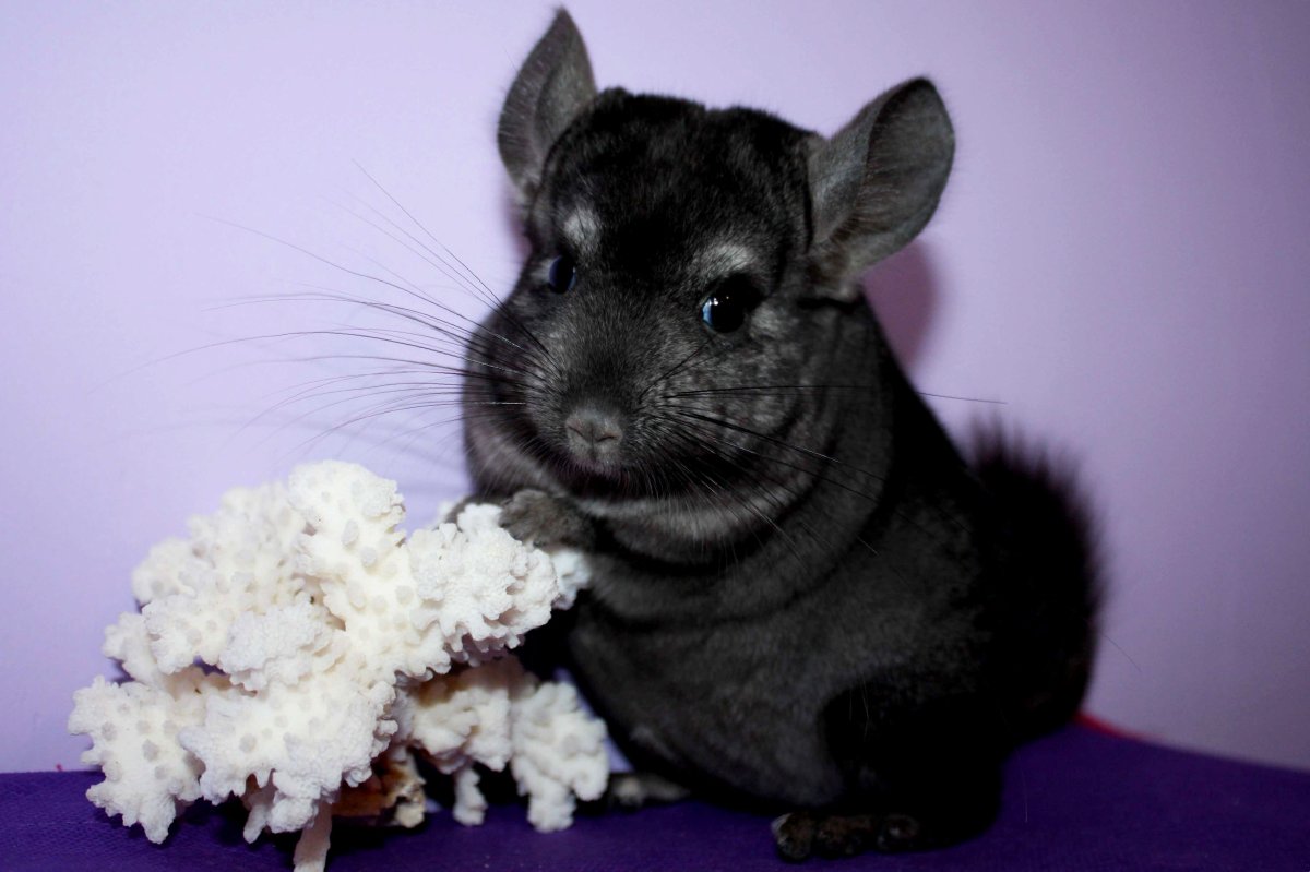 Шиншилла пушистая