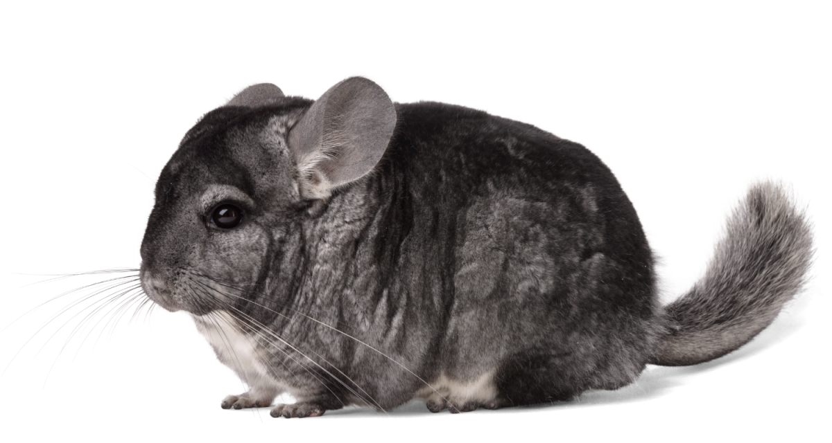 Шиншилла на белом фоне