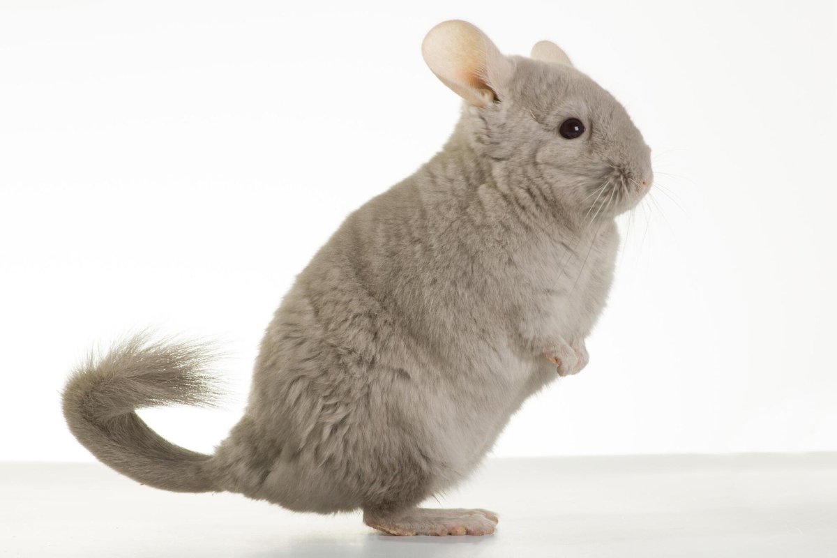 Шиншилла раскраска для детей