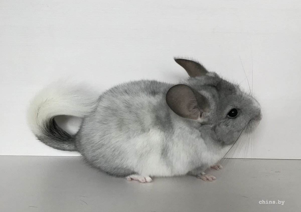 Шиншилла рисунок новый год