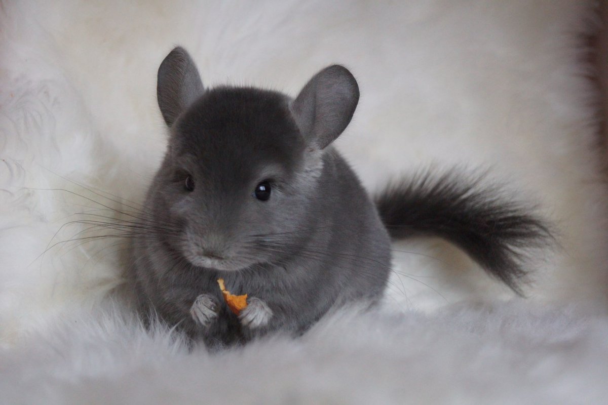 Шиншилла Южная Америка