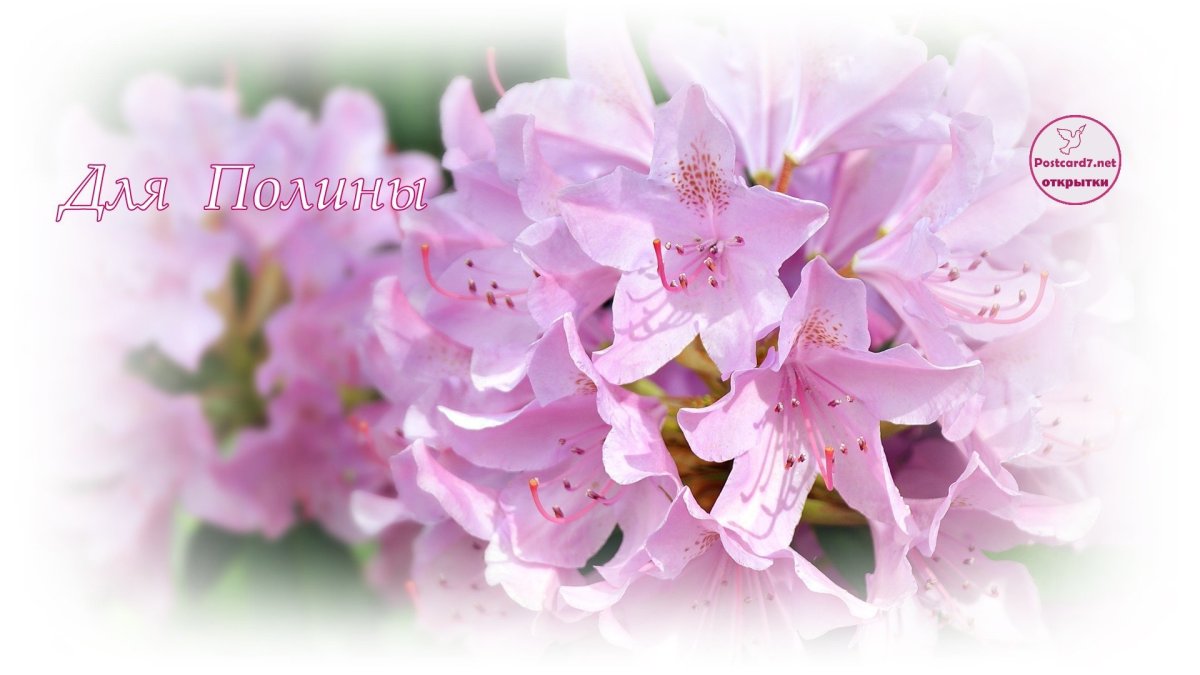 Роза кустовая Пинк Иришка