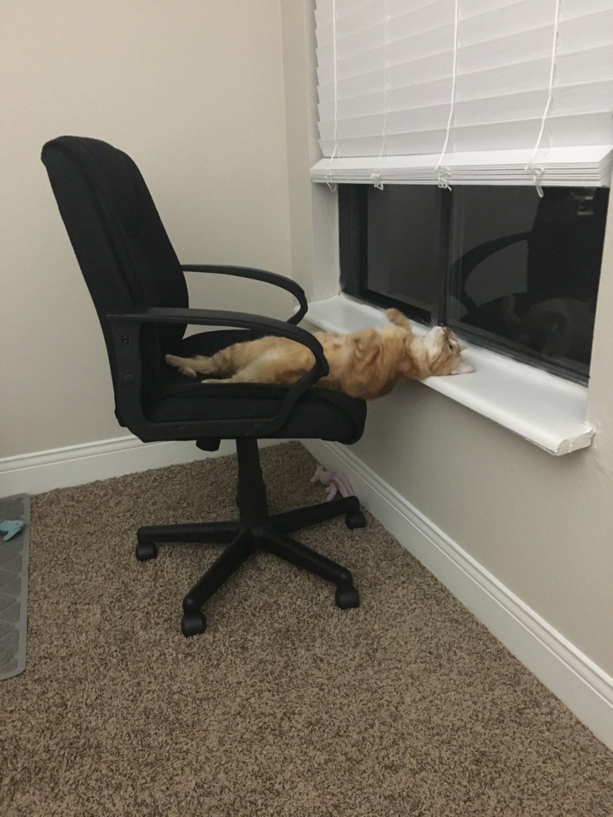 Леонардо ди Каприо мемы