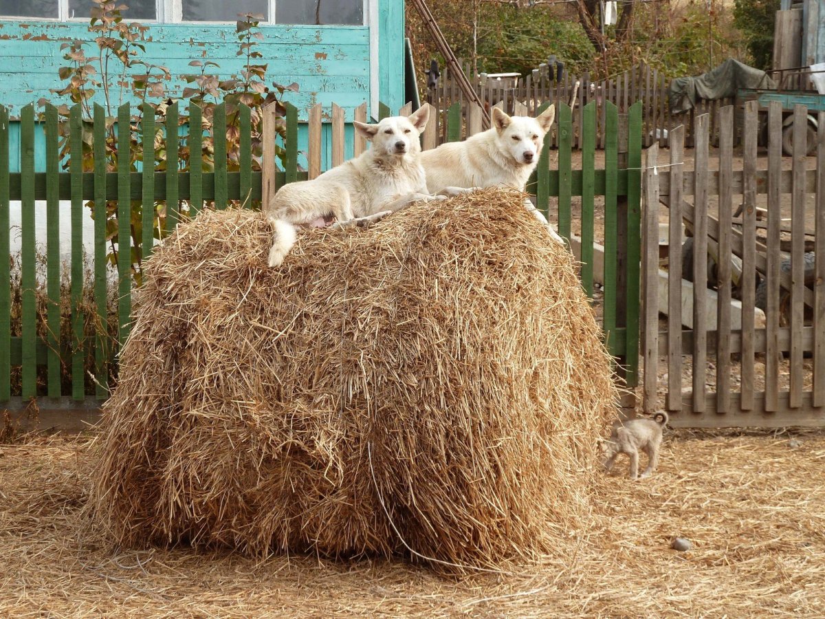 Деревня Кукуево