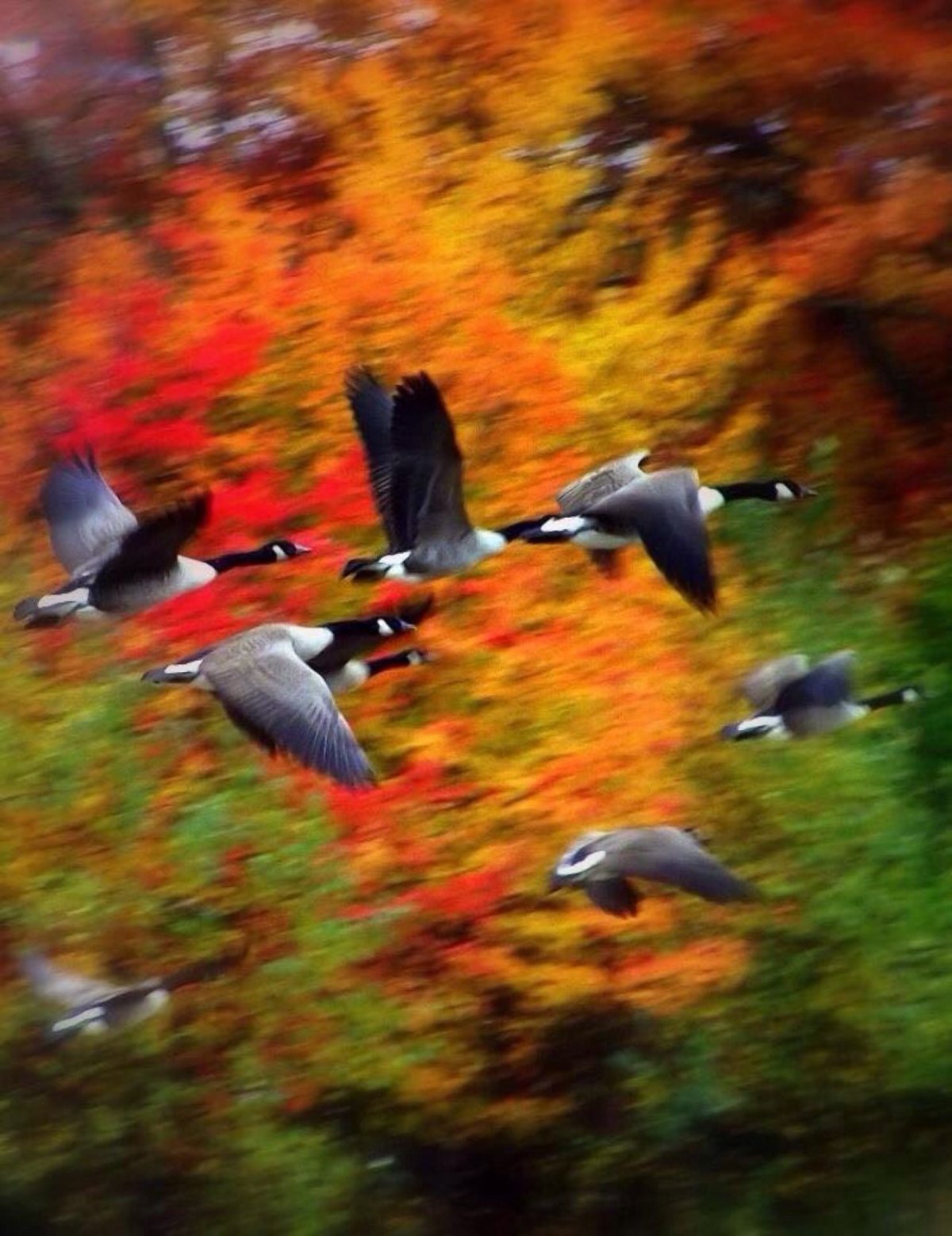 Птицы улетают