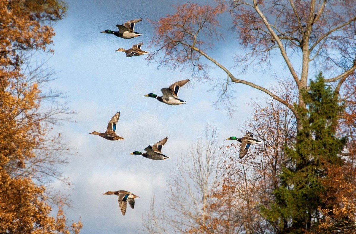Осенью перелетные птицы улетают на Юг