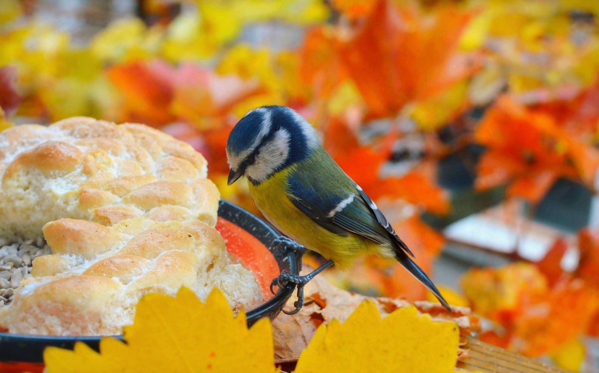 Птицы осенью