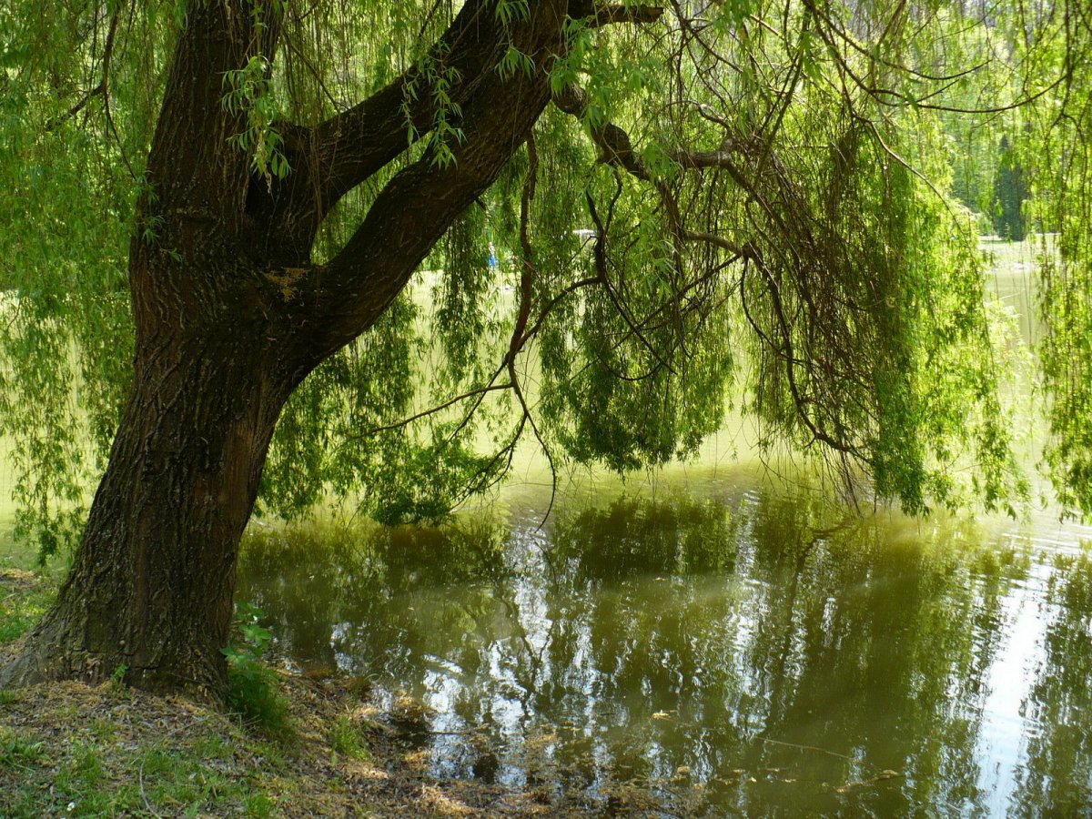 Плакучая Ива у озера