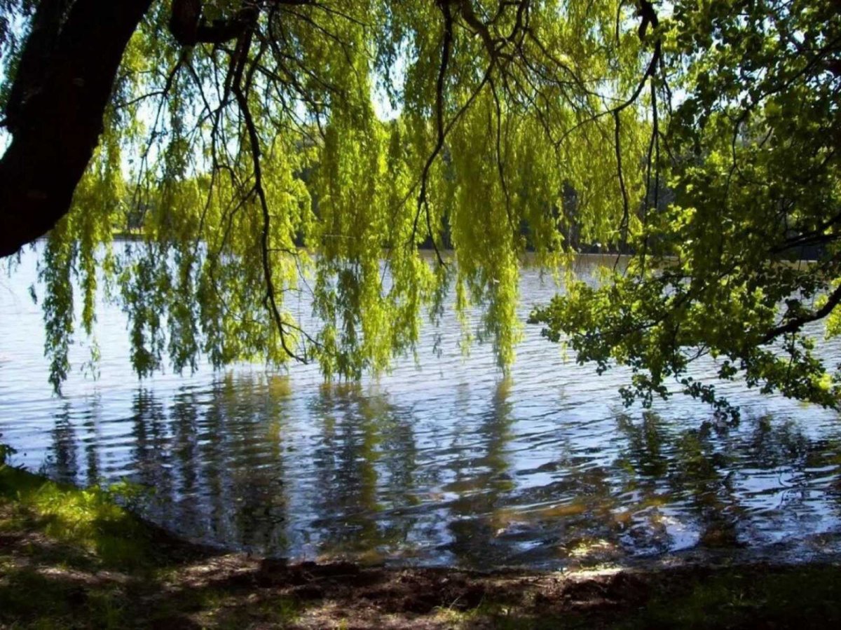 Ива Ракита над рекой