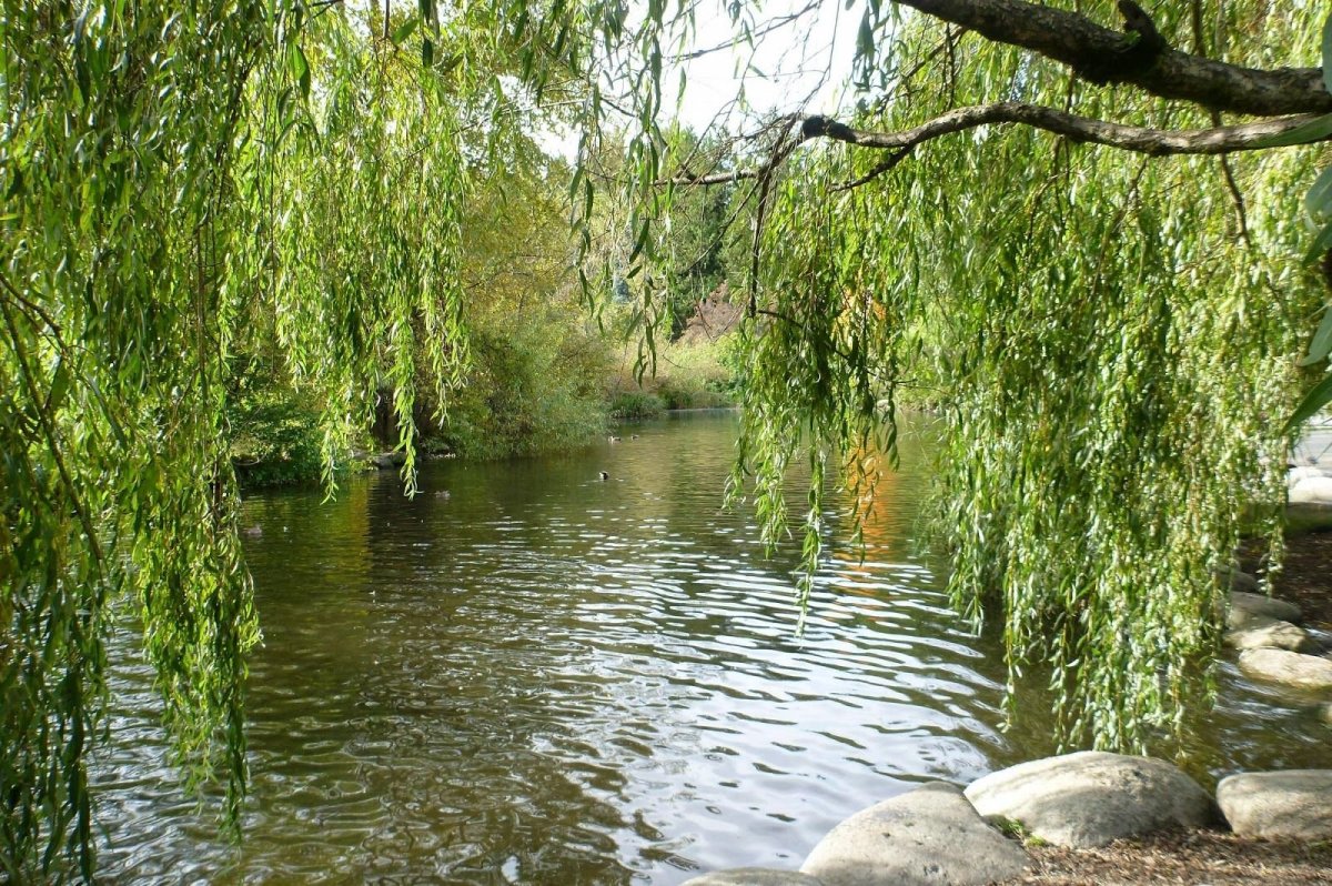 Плакучая Ива весной