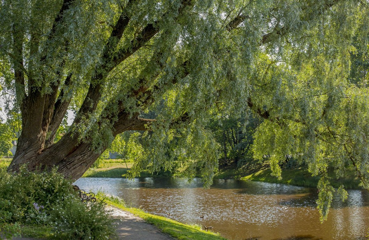 Плакучая Ива Астрахань