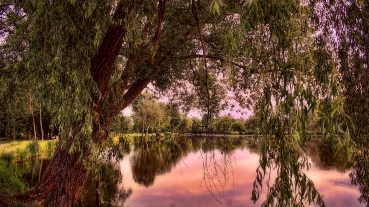 Горловка плакучая Ива