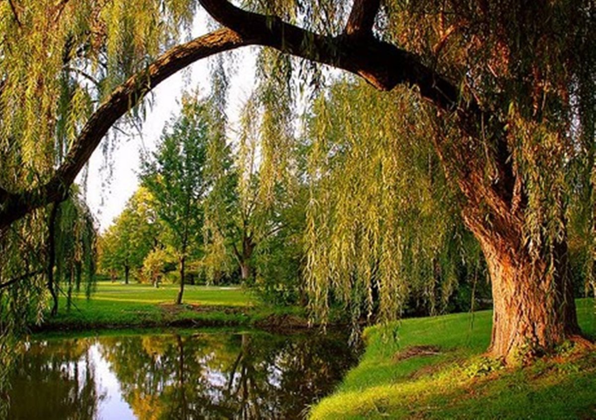 Горько плакала Ивушка